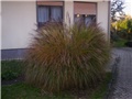 kineski šaš lat. miscanthus sinensis